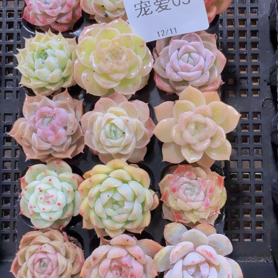 直播福利一物一拍05