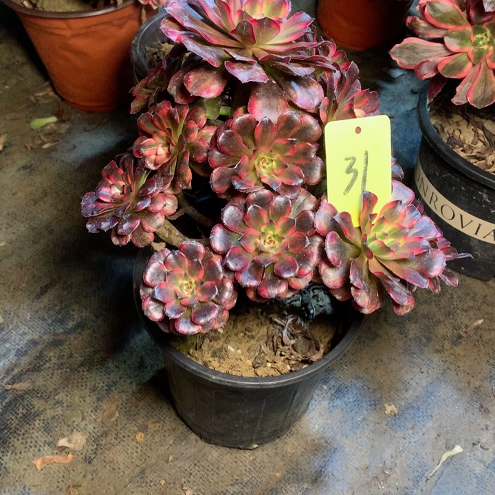 31十里红妆多肉一物一拍～