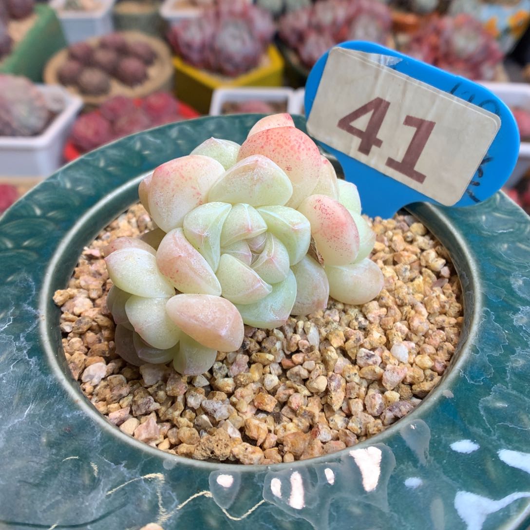 41 白透心冰玉多肉