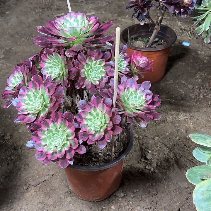 多肉植物法师天合29