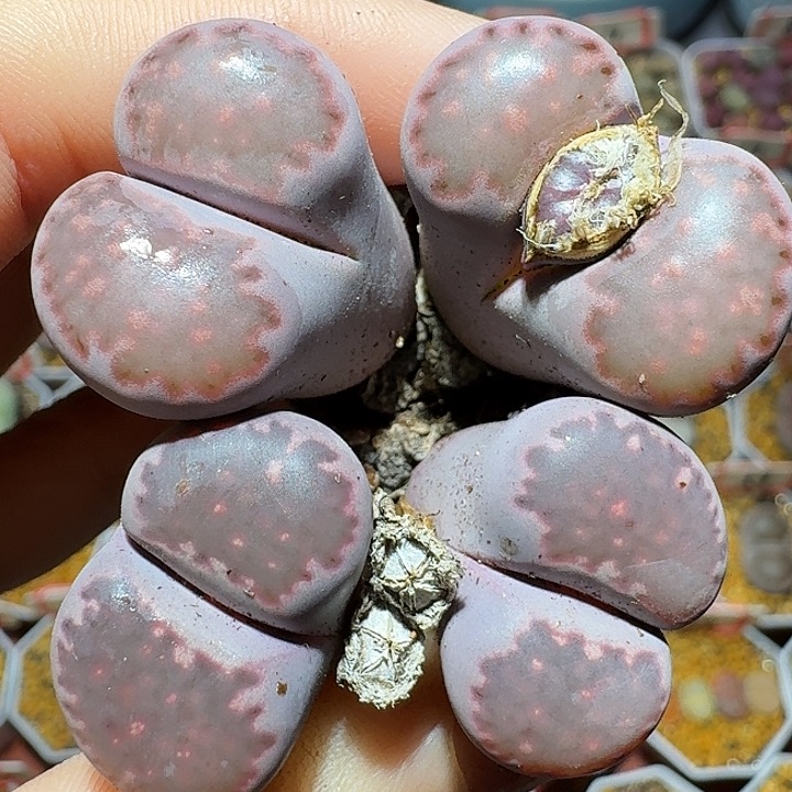 生石花111111。  两对。  313