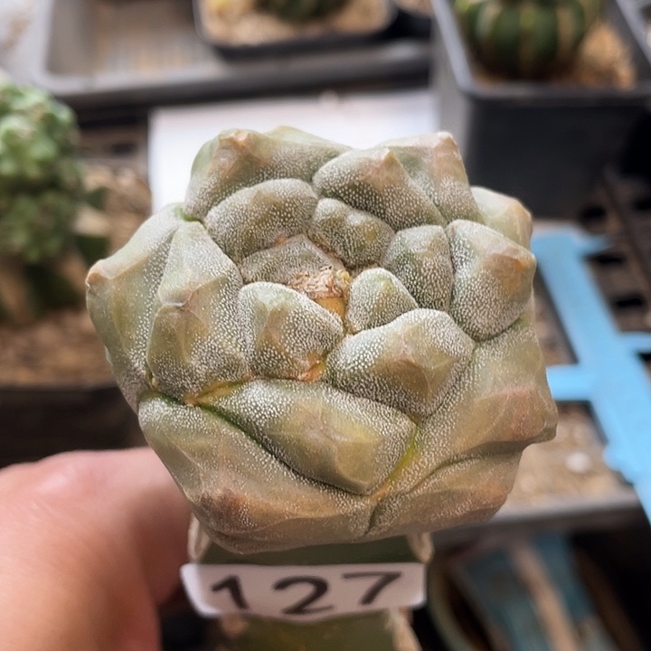 仙人球127号鸾龟甲石龟