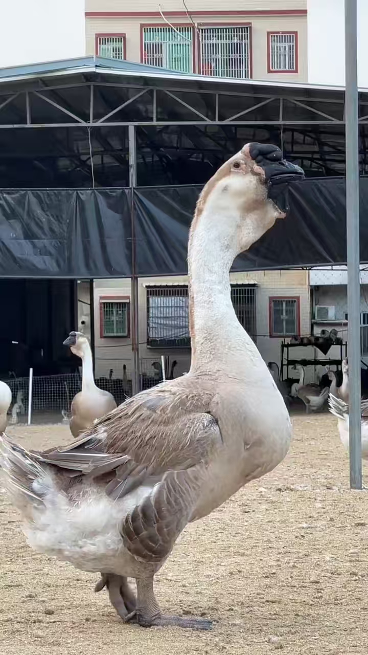 1斤左右狮头鹅肉味道鲜美包邮到家