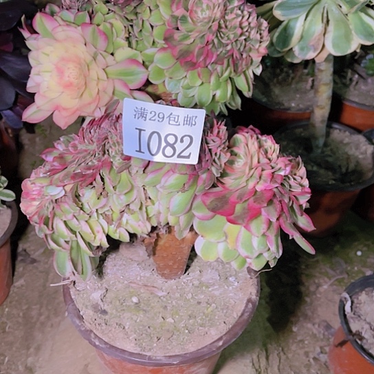 1082倾城缀多肉植物