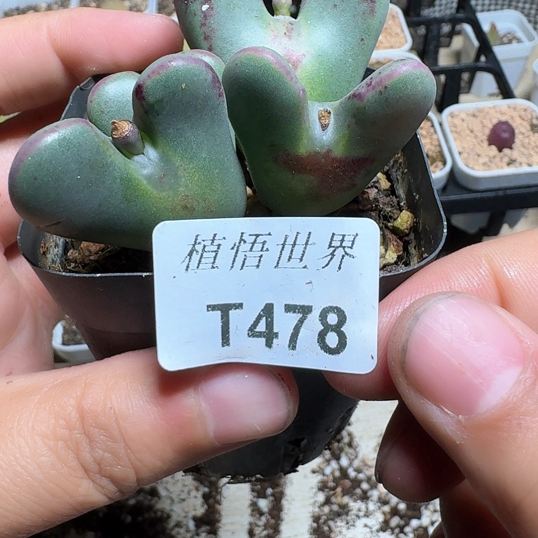 478号多肉植物哇fv b