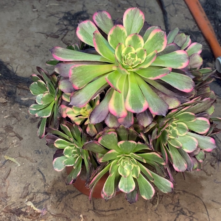 红金刚多肉植物10 