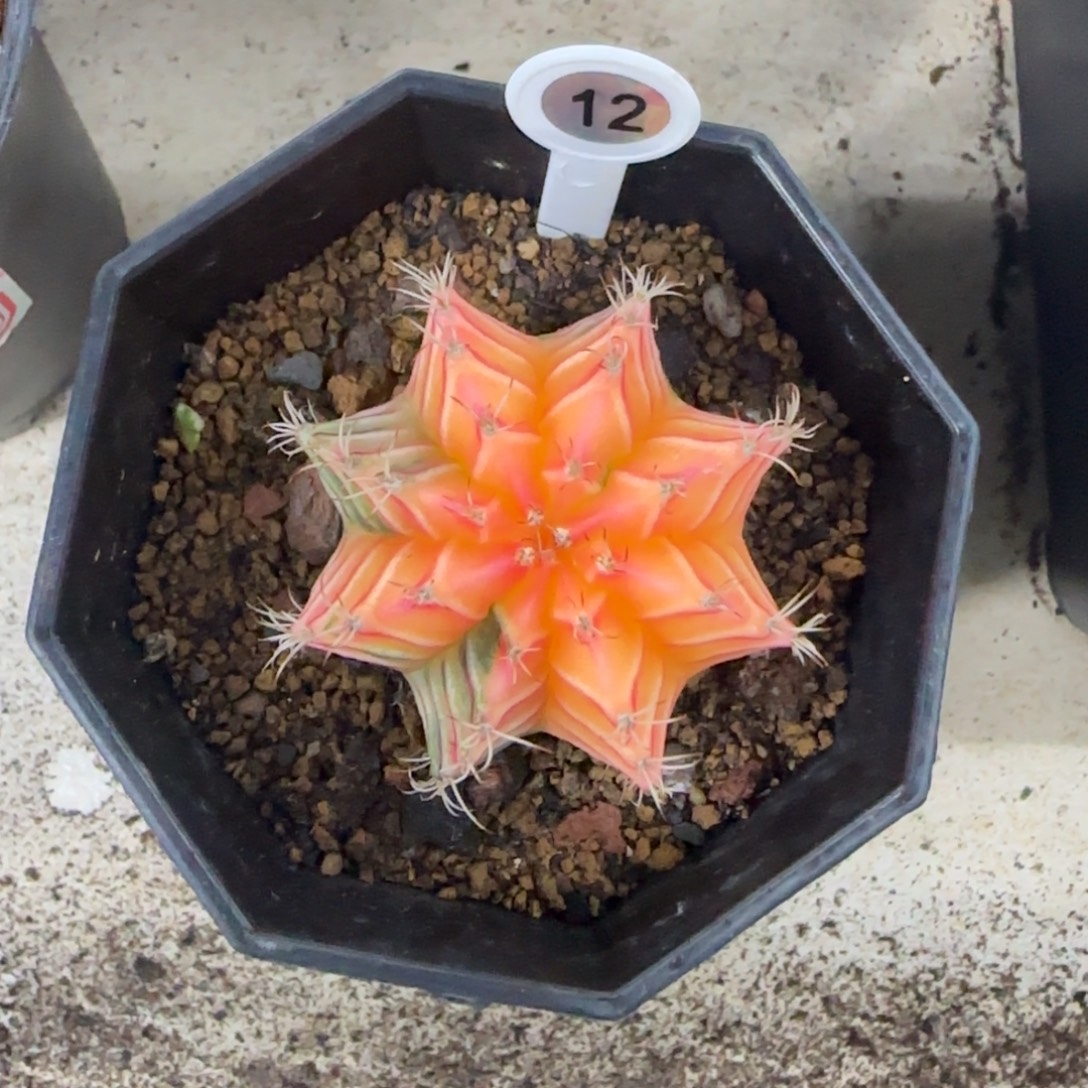 12号泰系实生肋骨锦