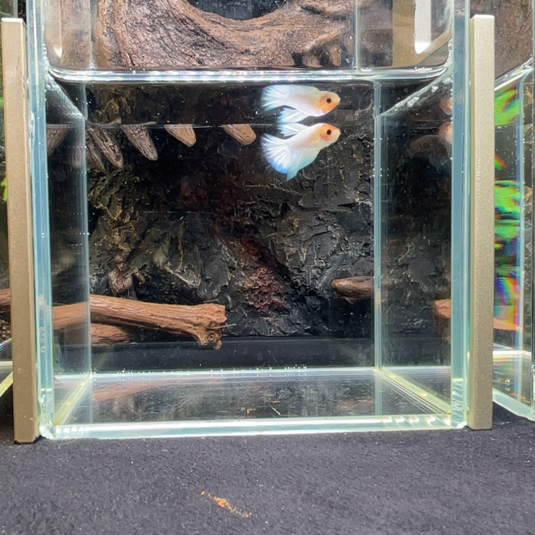 斗鱼十二月三日竞价