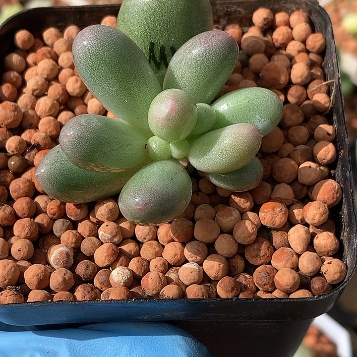 米可奶酪锦多肉植物