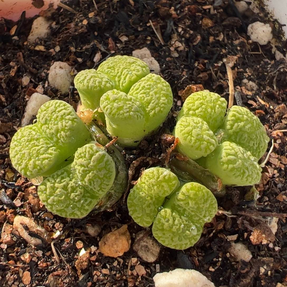 451多肉植物组合