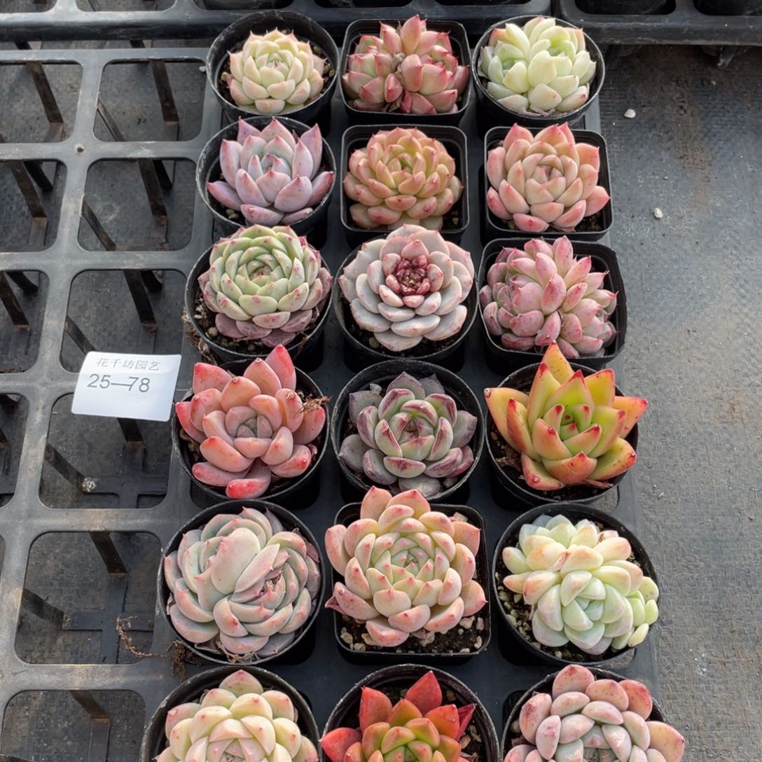 一物一拍18颗25-78