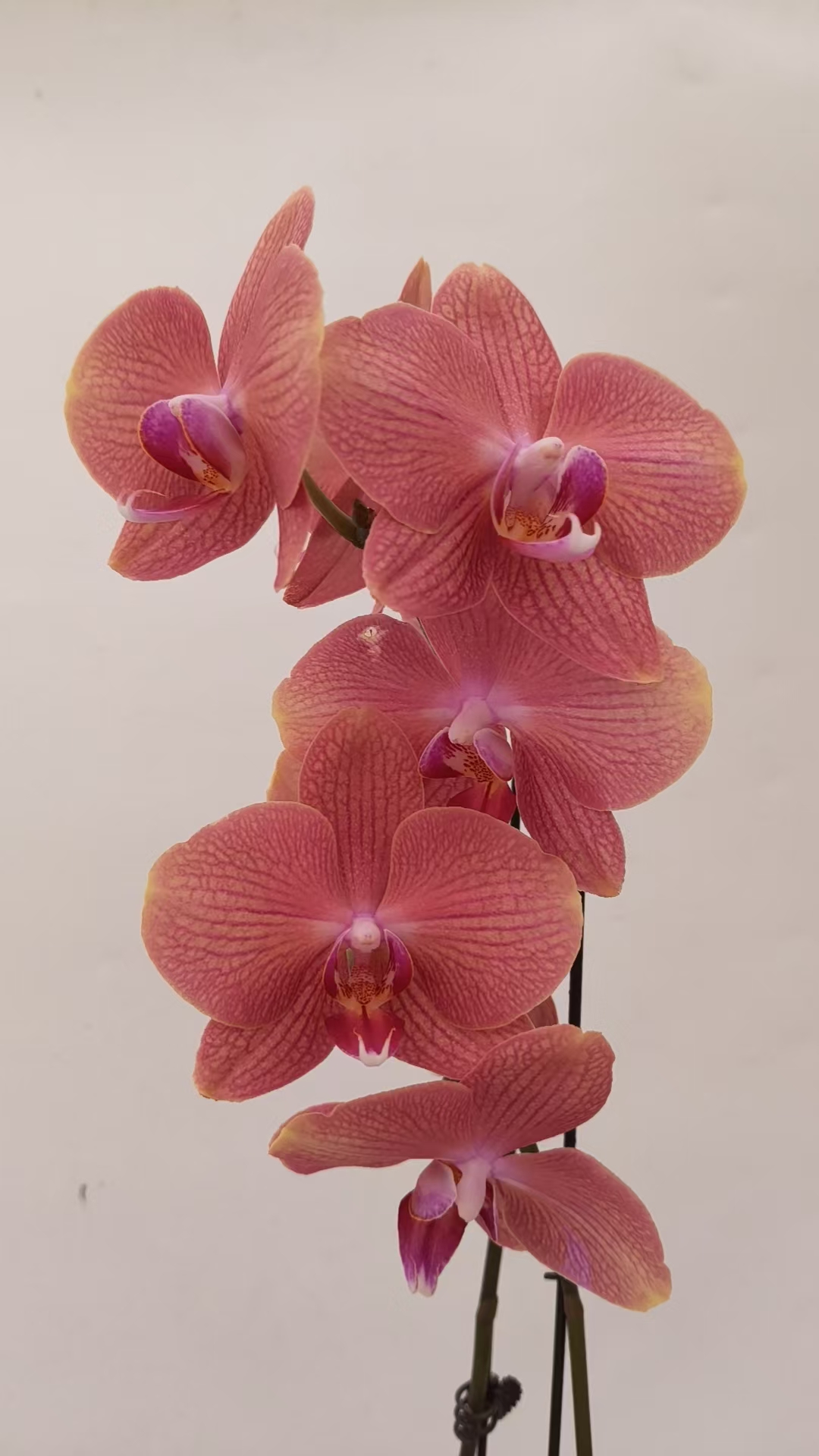 欢然花田蝴蝶兰（彩月开花株）单双混发福利品 无花苞