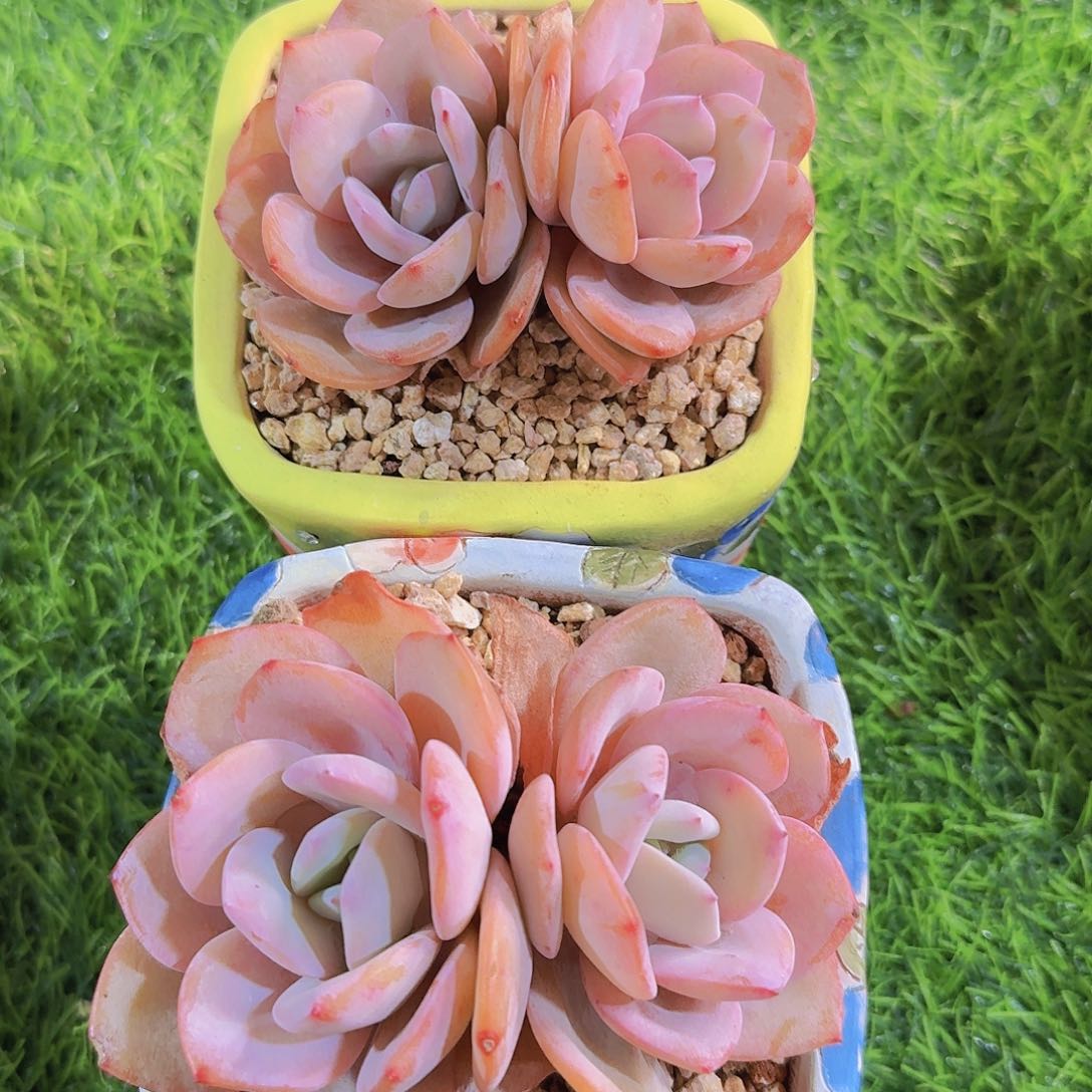 奶茶小老桩一物一拍