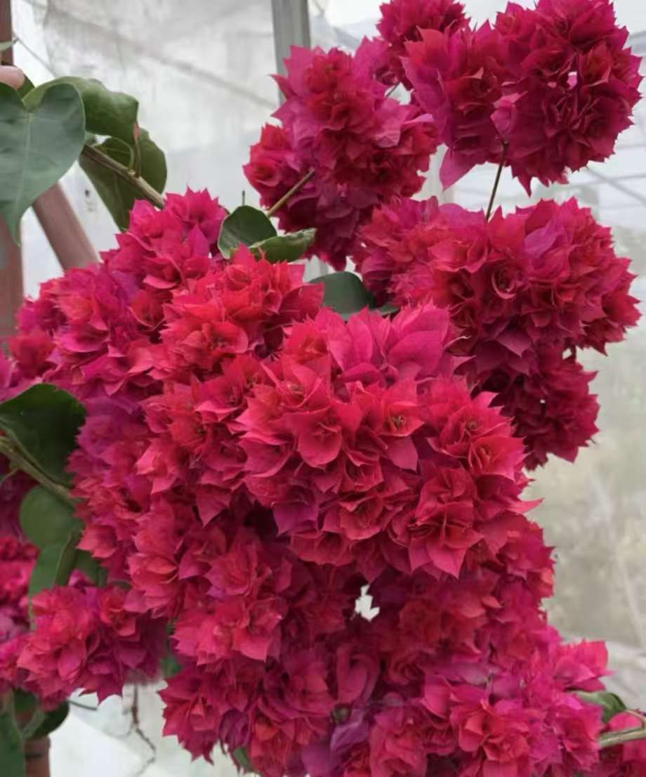 【重瓣系列】三角梅落花落叶光杆属正常介意慎拍拍下默认接受