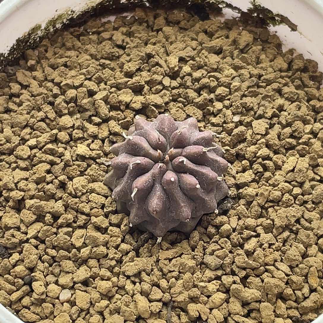 实生紫肌角尤法海大戟仙人球