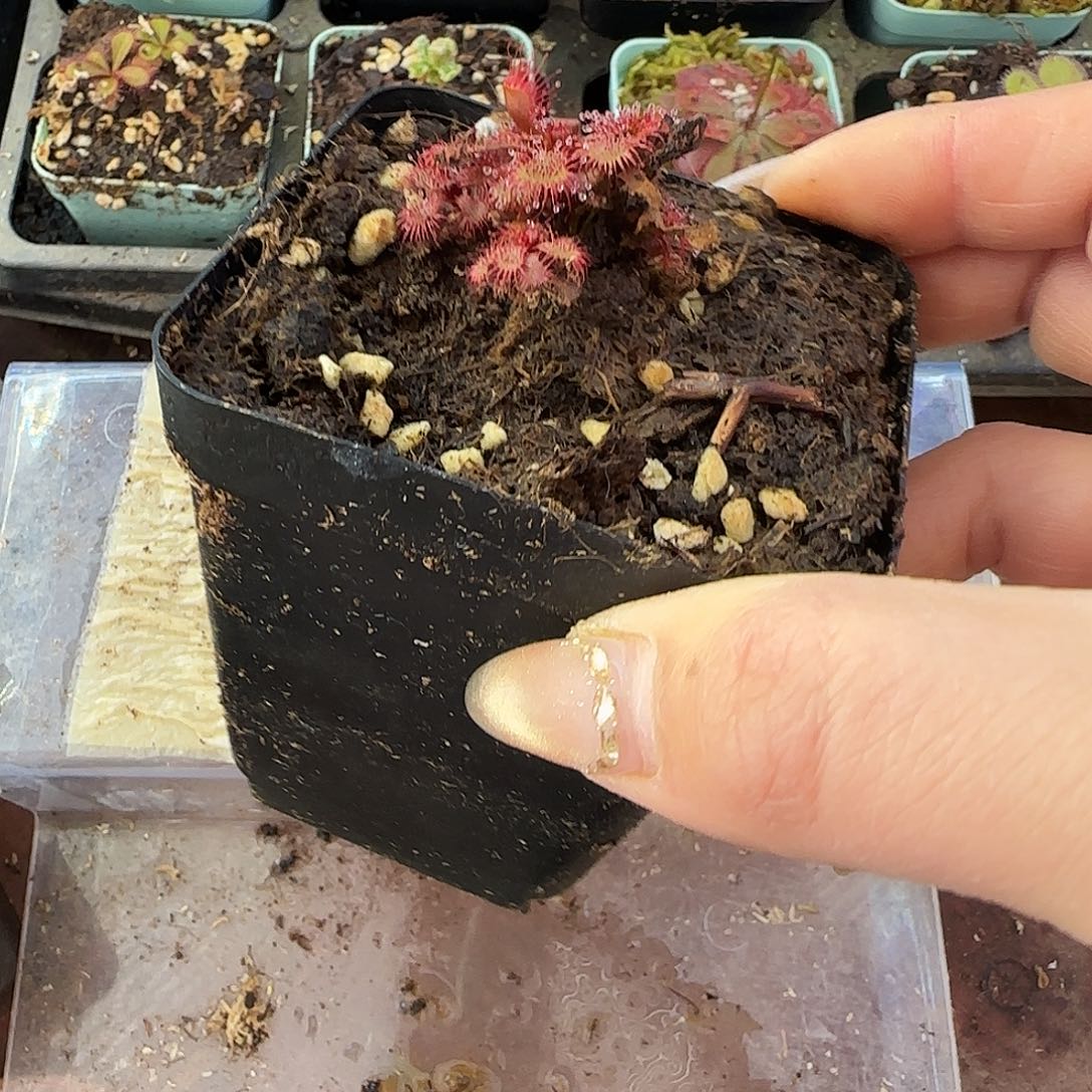 无花朵斯氏茅膏菜