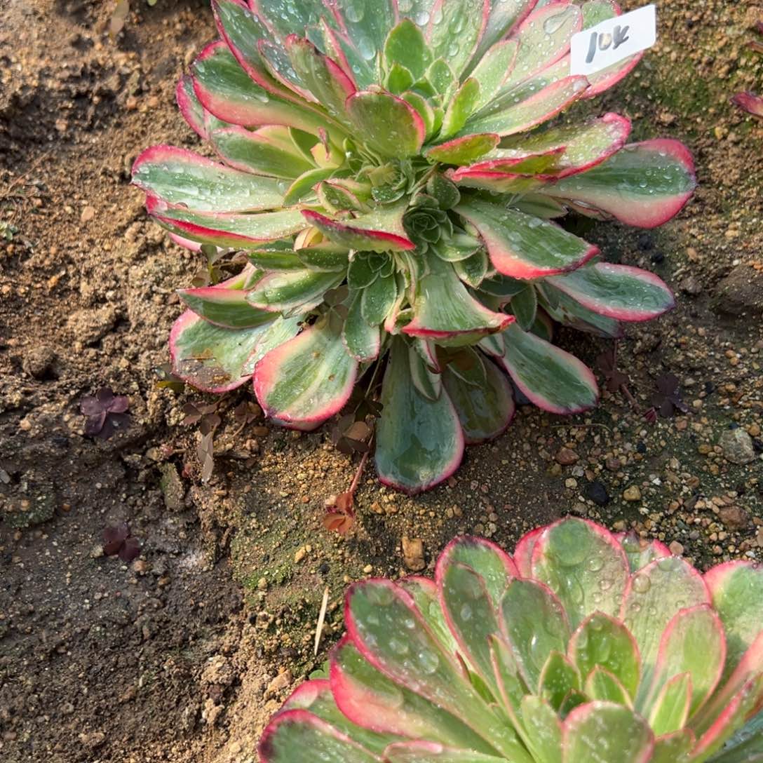 104黑魔锦多肉多肉植物