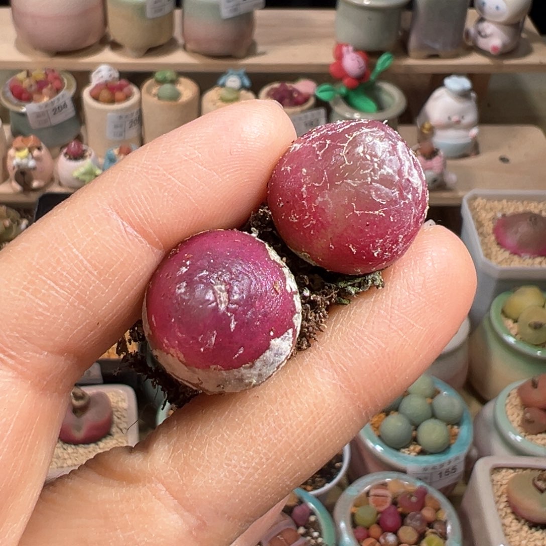 多肉植物239号灯泡