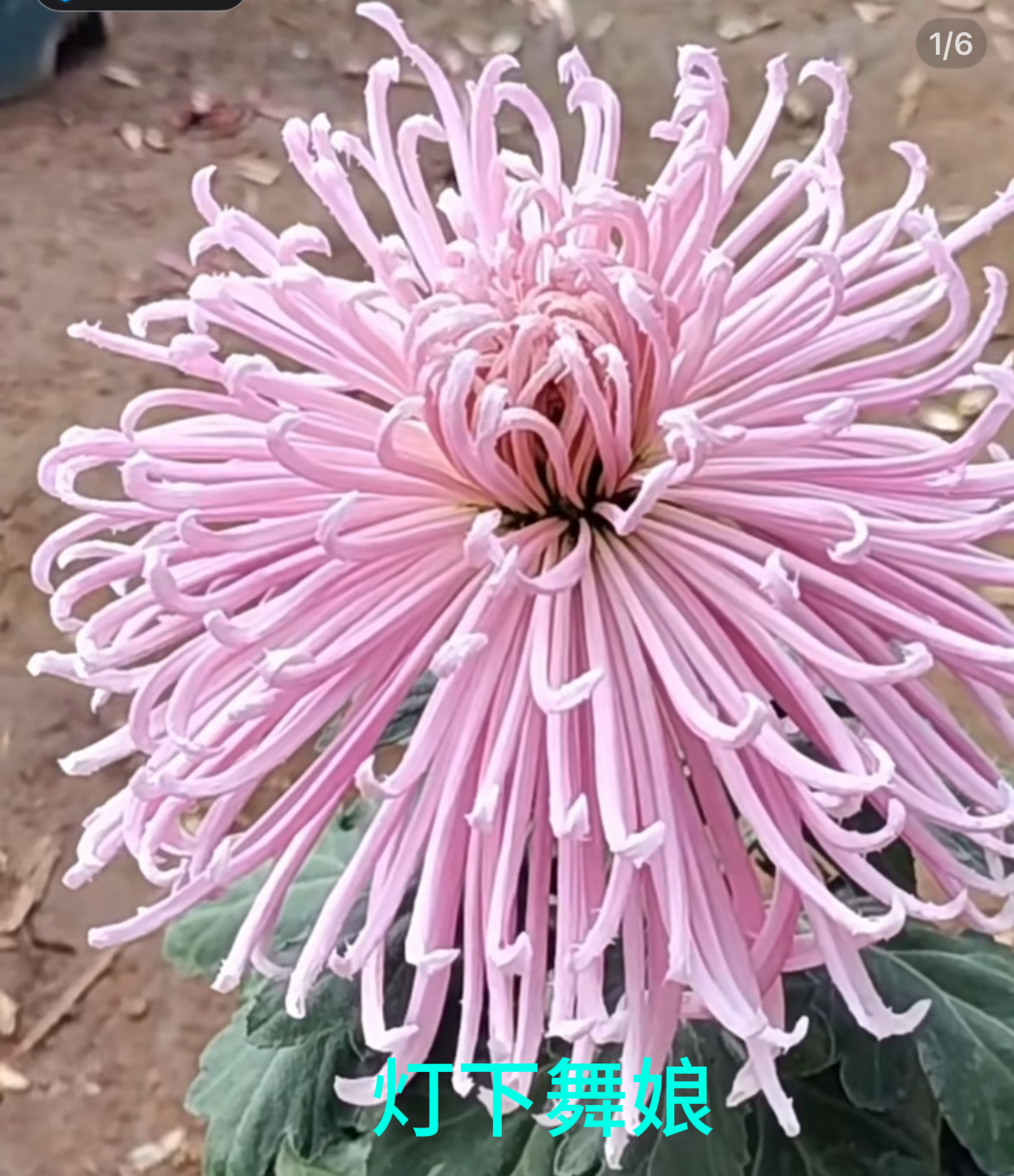 灯下舞娘【带花苞】菊花盆栽开大花九月菊室内外阳台庭院好养