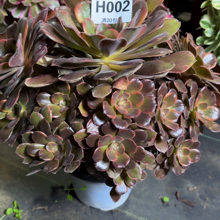 瑞妈，，。。。。002恶魔之吻，