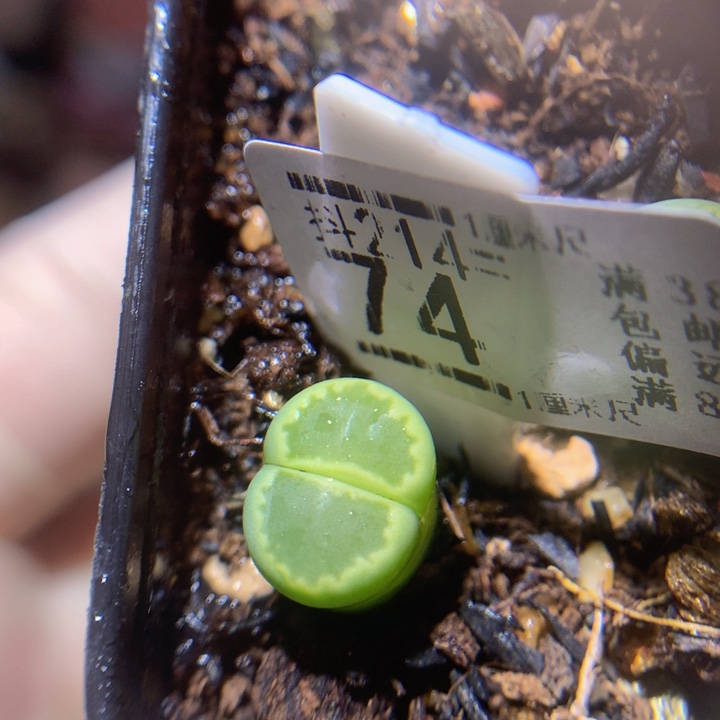 精品生石花214.74高特