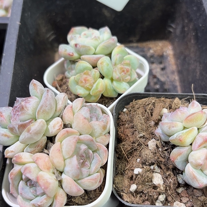 151 号到手1颗江北多肉