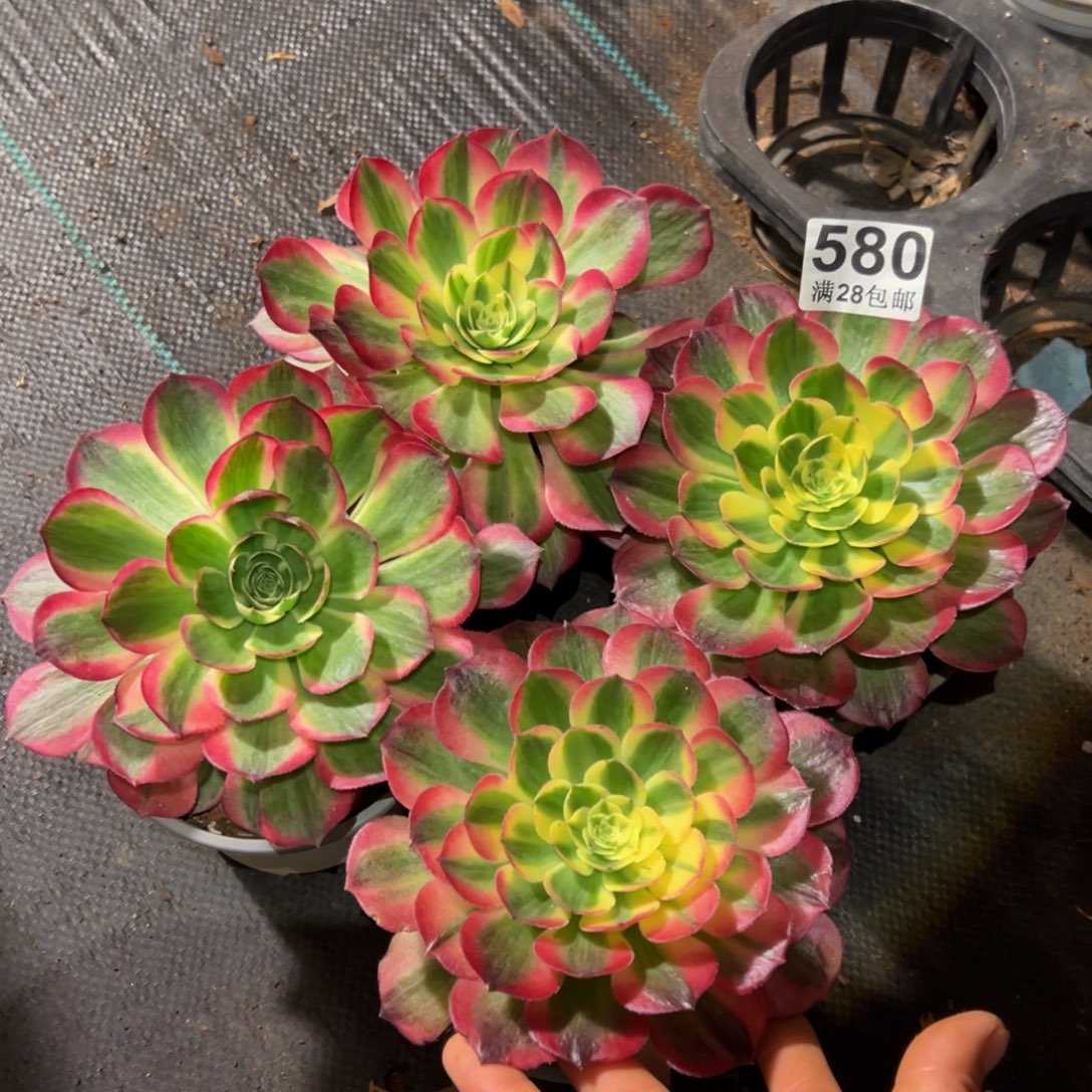 多肉植物580四颗单头
