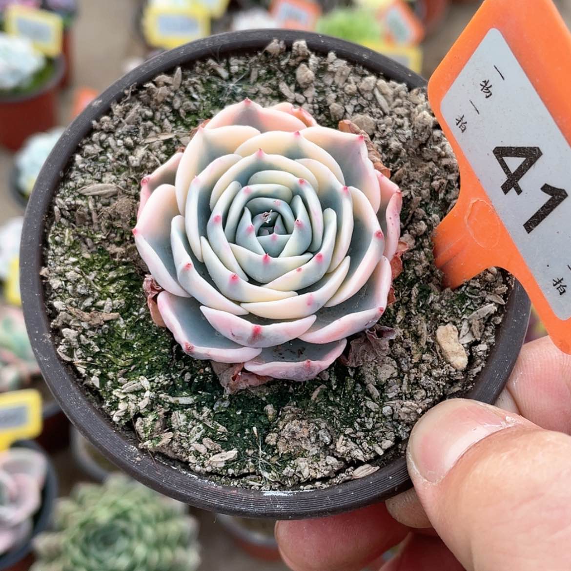 【闪购商品】41号的