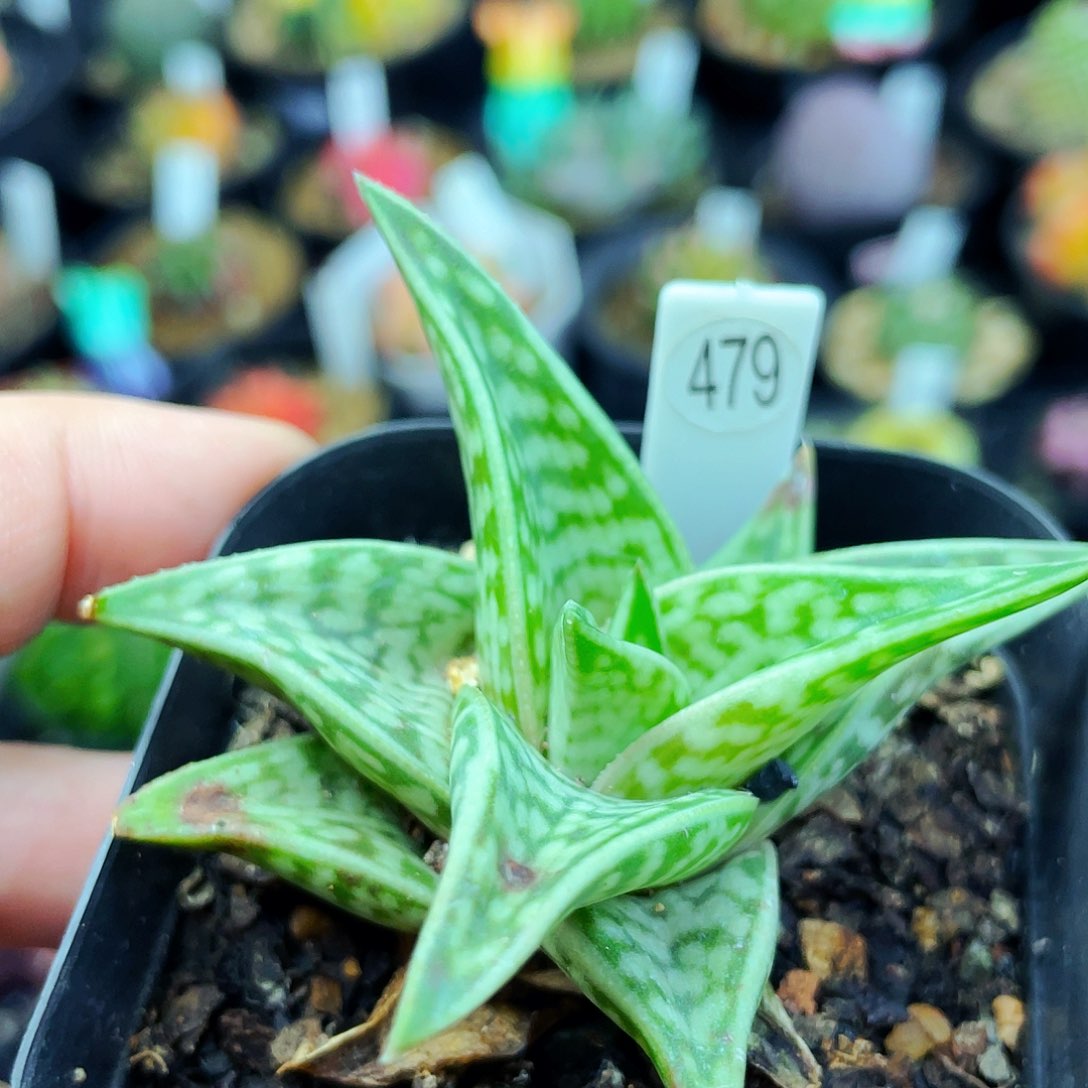 非偏远地区满25包邮仙人球