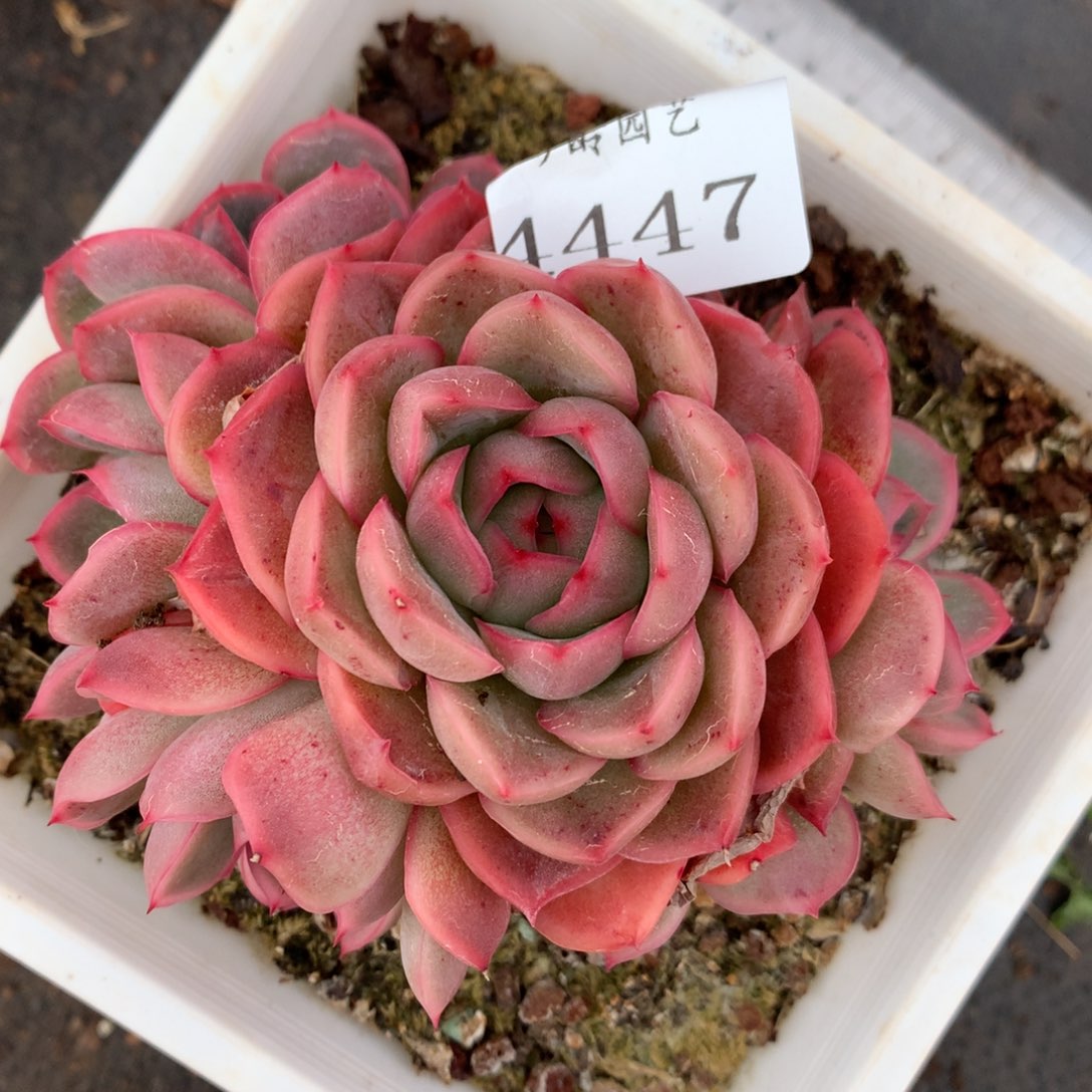 4447杂交多肉老桩