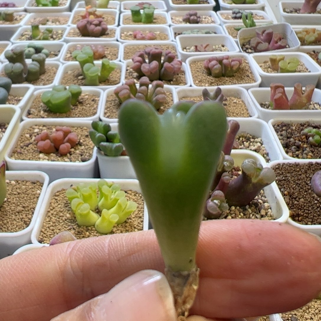 ?**单专拍专拍 肉锥植物