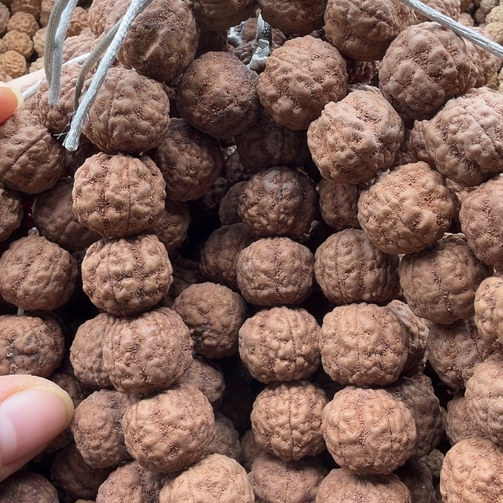 大***水金刚菩提吊坠龙珠16左右