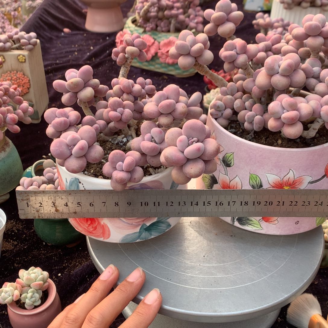 人***天2颗带盆偏远地区不包邮的