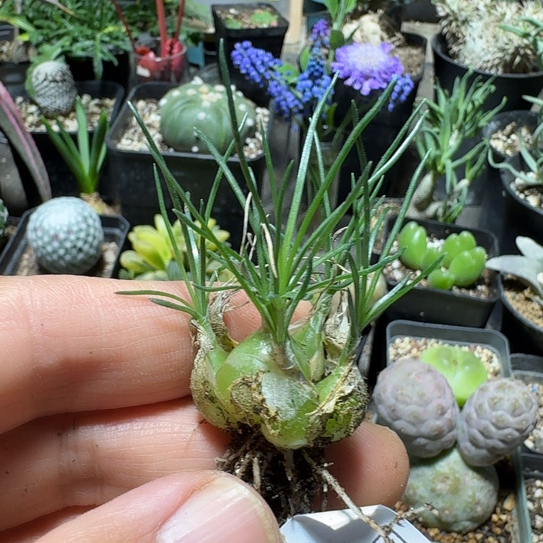 H***3530mini海葱脱土发货