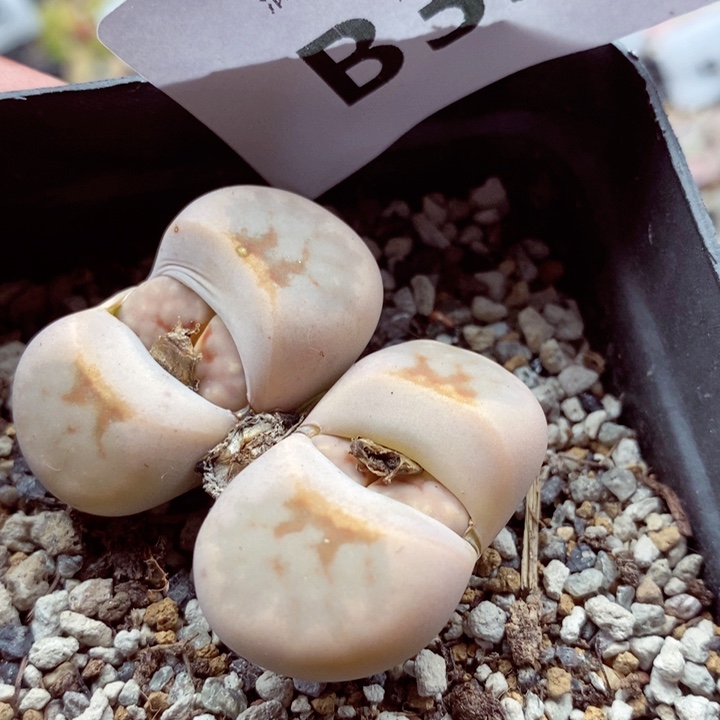 我是一只小小鸟地域鬼的353