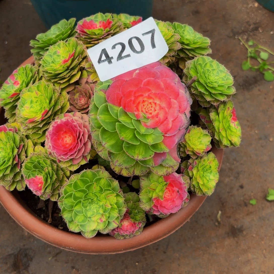 ****&4207多肉植物知否特价