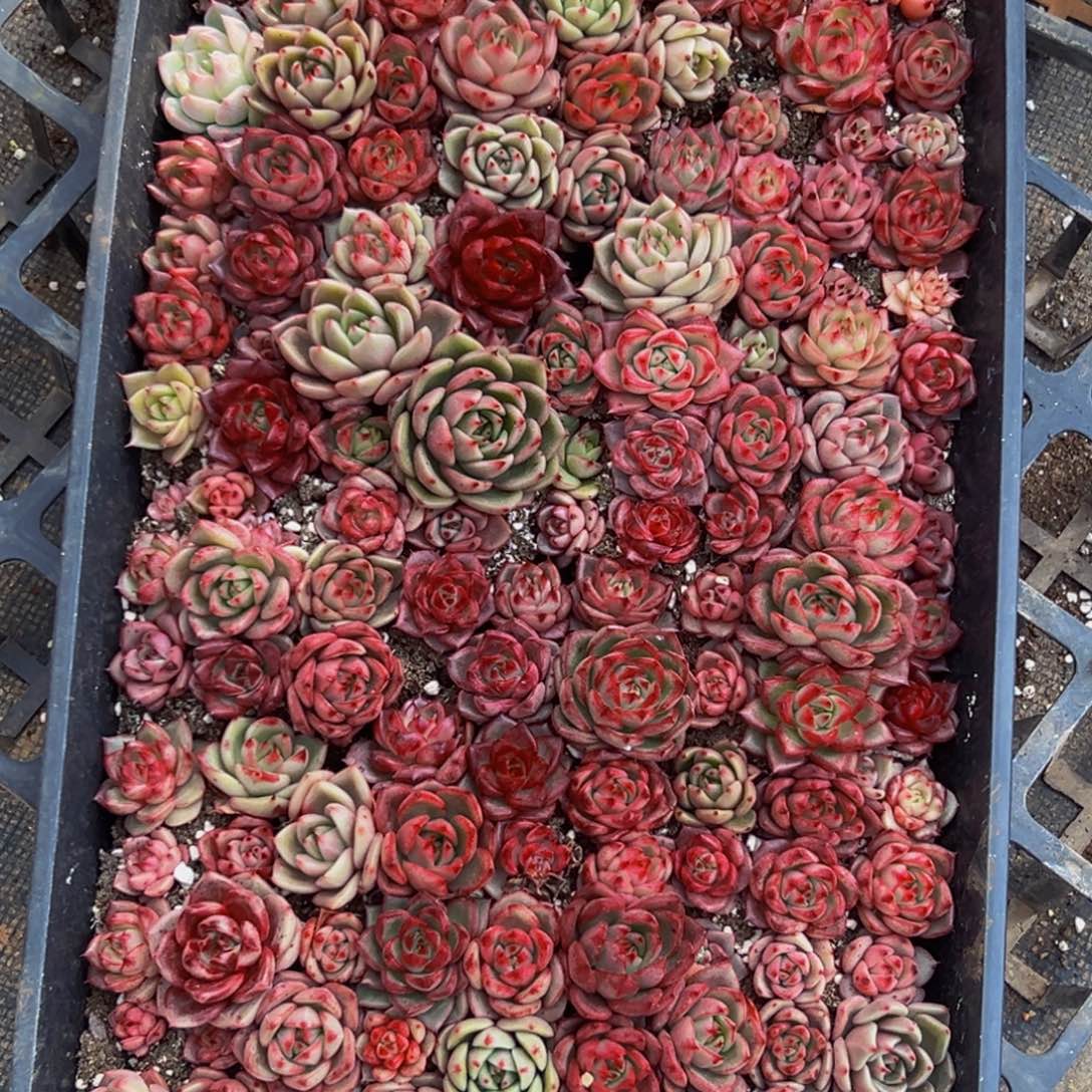 飘***298多肉葡萄的味道是真的