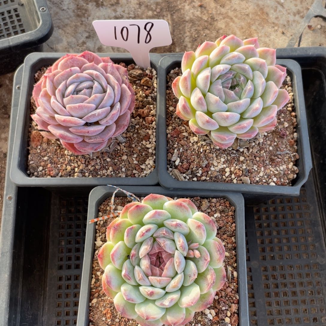 不包整散 盆子不售后1078