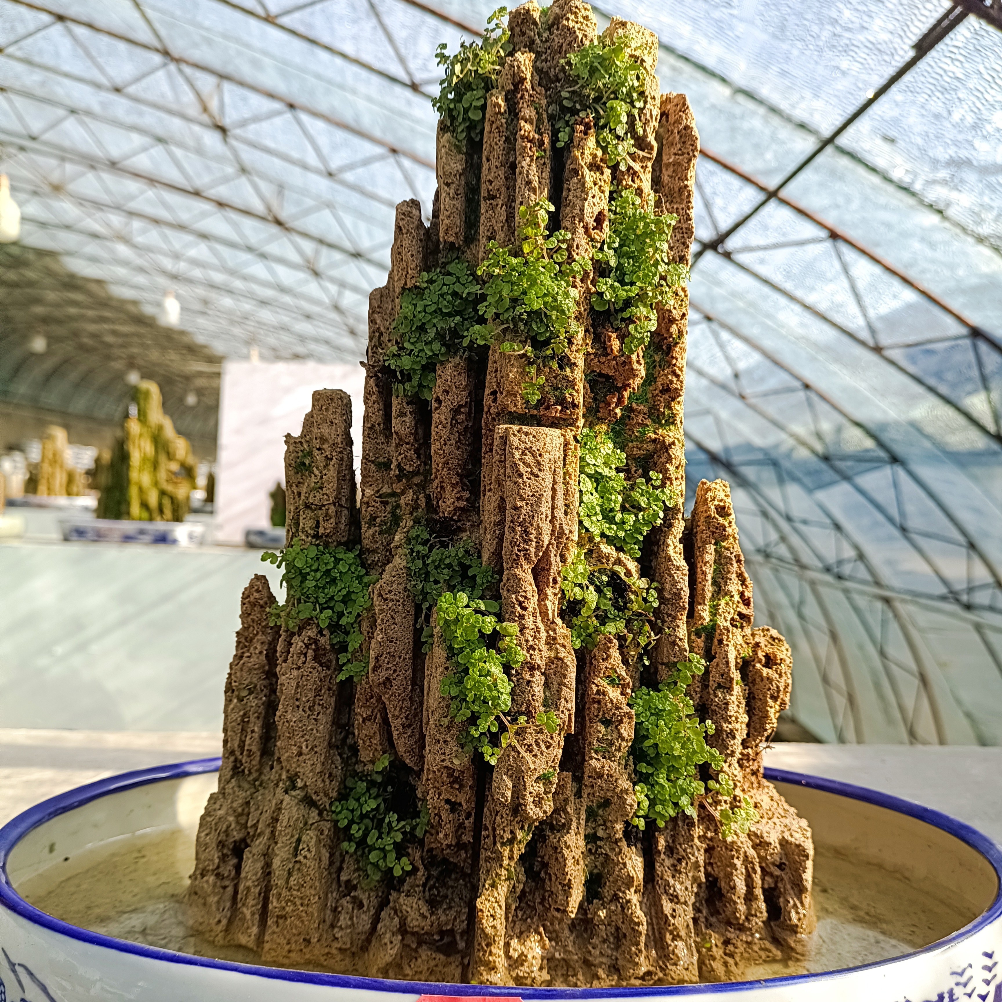 高31盆长32吸水石绿植纯天然假山盆景