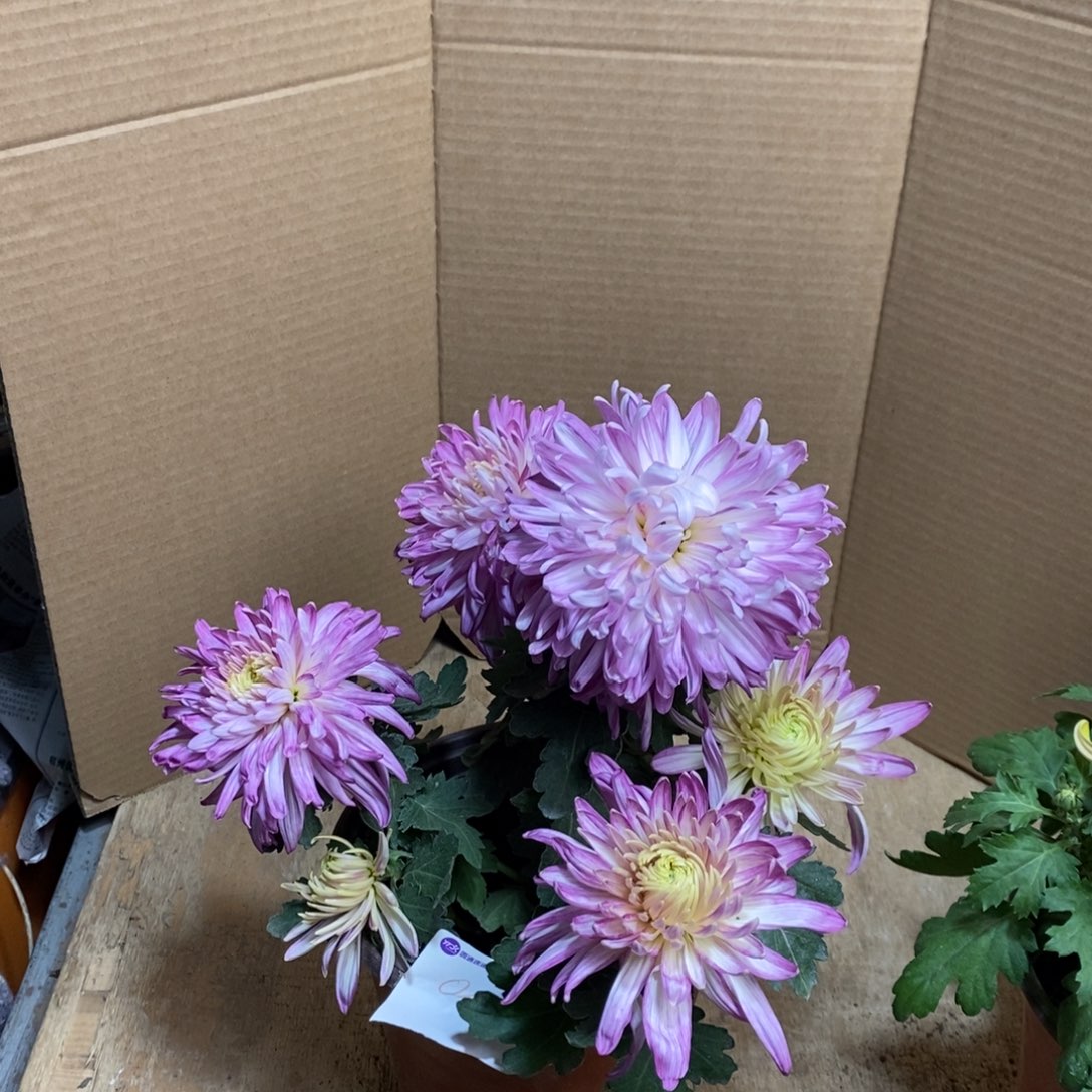 完全开放000000012