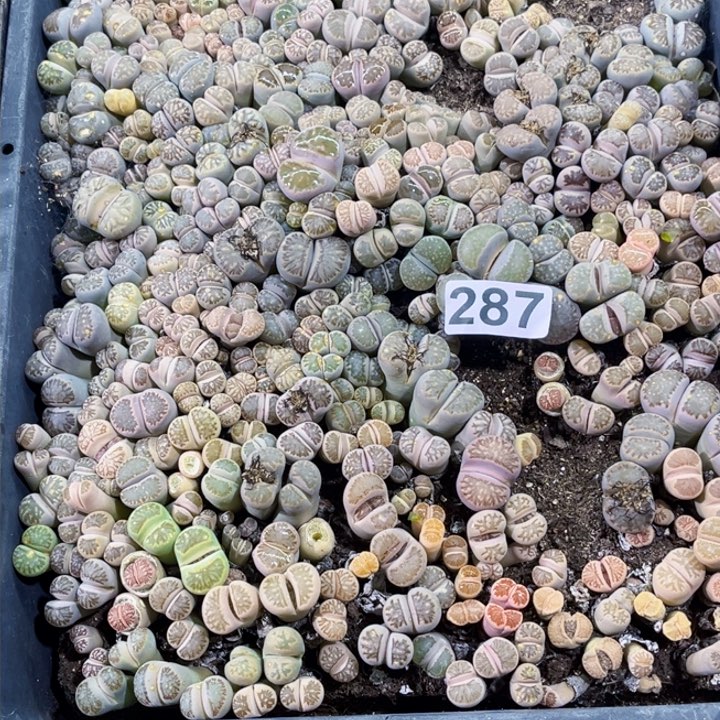 287生石花一物一图如图