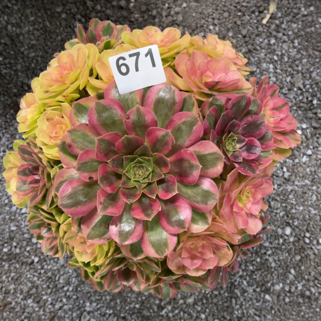 我是真的很喜欢这个