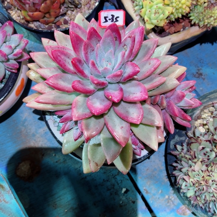 努***鹏精品多肉植物老桩