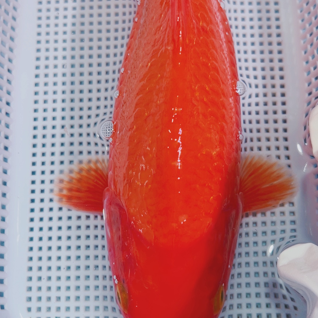 锦鲤锦鲤冷水观赏5介子