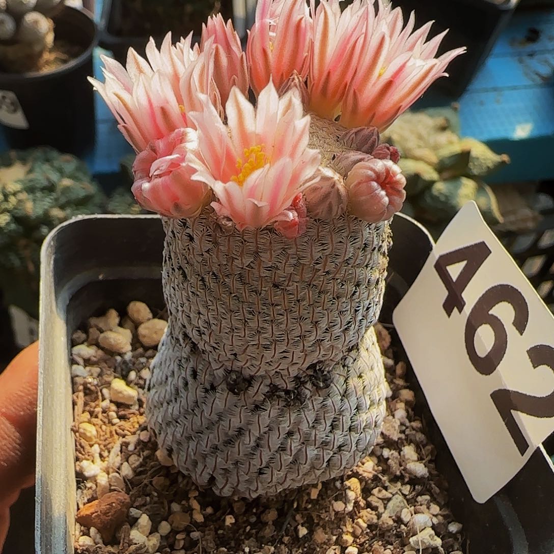 兔****觉羽毛丸462仙人球开花