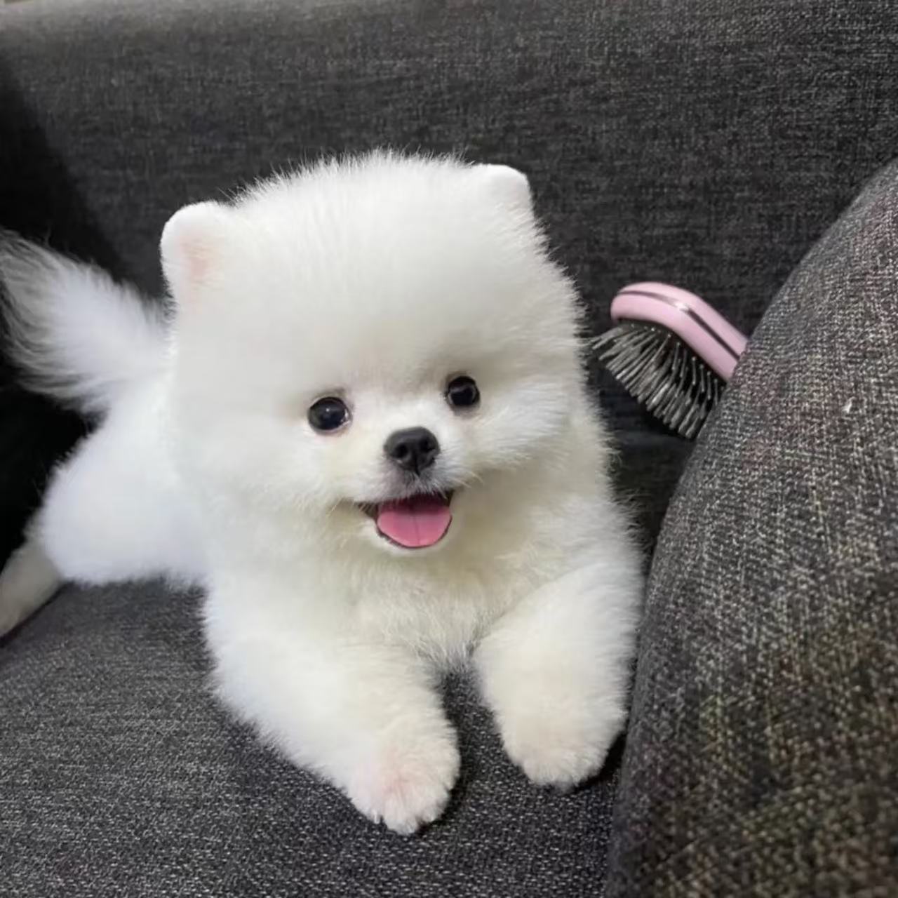 德明犬舍{一宠一拍}