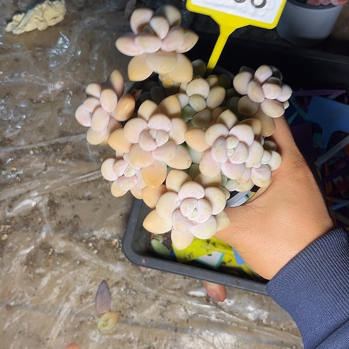 多肉植物香水洛神