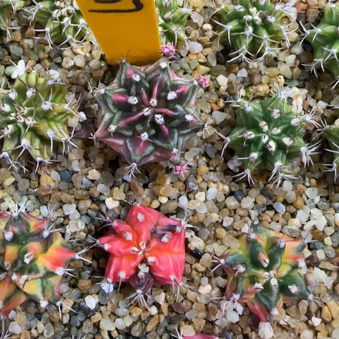 107-1228泰国发货多肉