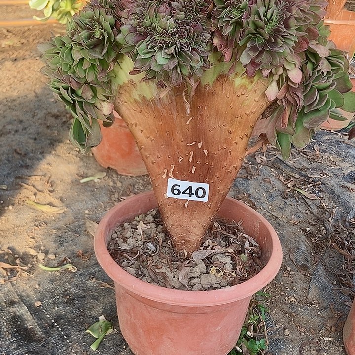 640万缀化老板子法师缀