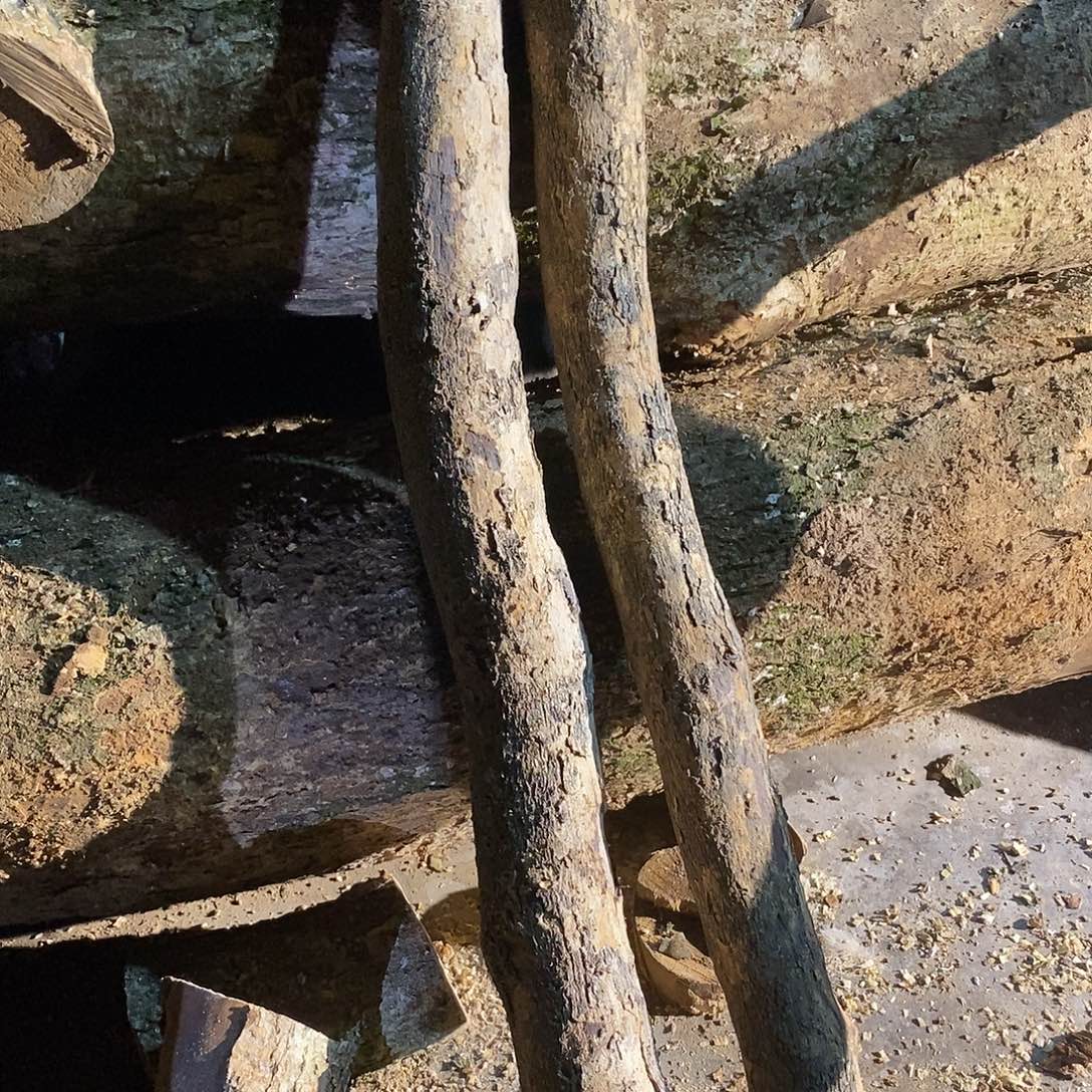 华***仔小叶桢楠金丝楠木